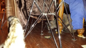 Mouse...caught, soon to be relocated outdoors. 